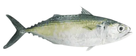 Indian Mackerel
